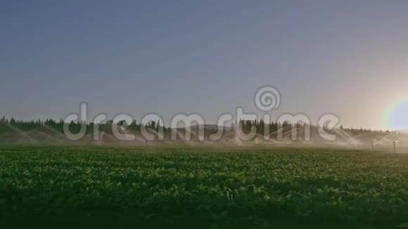 日落时许多撞击喷头灌溉农田的开阔视野视频的预览图