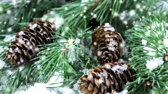 有锥和雪的松树视频的预览图