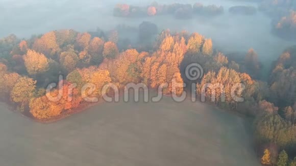美丽的清晨金色的秋景雾霭缭绕视频的预览图