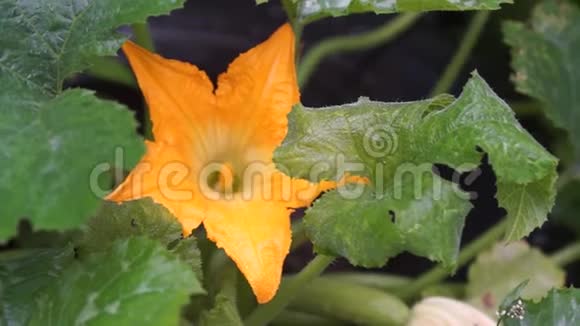 雨后西葫芦花园的橙色花序视频的预览图