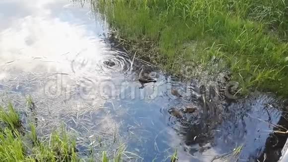 鸭子妈妈和小鸭子正在池塘里游泳视频的预览图