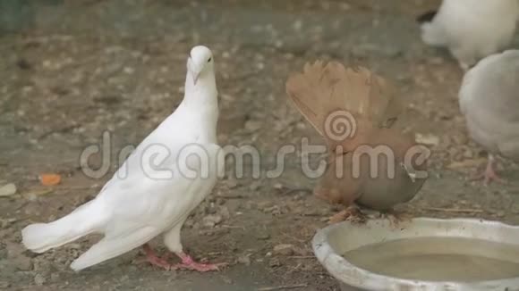 鸽子从碗里喝水视频的预览图