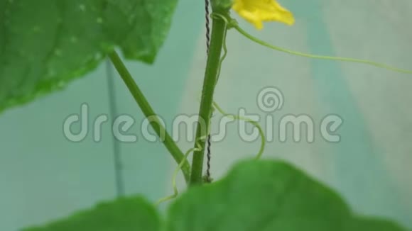 黄瓜幼芽和花序视频的预览图