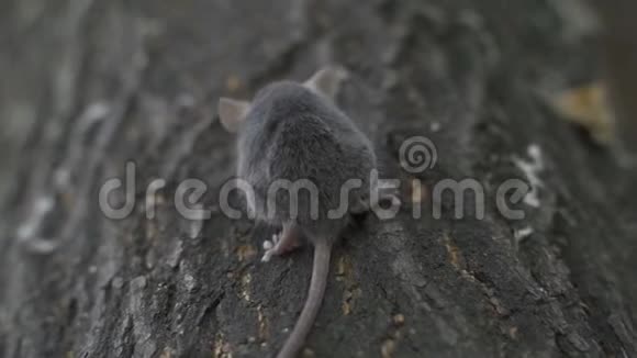 野生木鼠栖息在森林地板上的一棵树根上视频的预览图