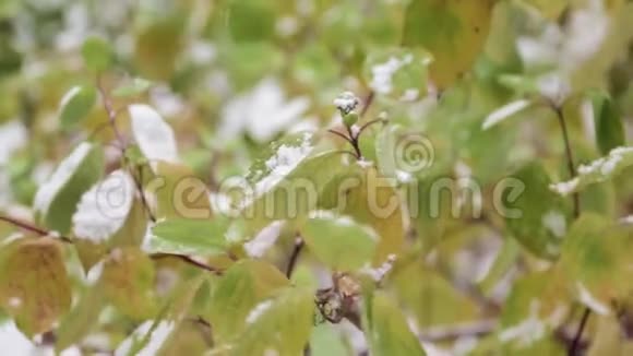 灌木绿叶上的雪视频的预览图