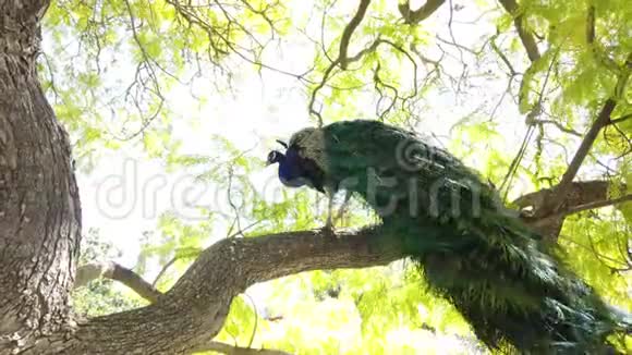 孔雀坐在树枝上视频的预览图
