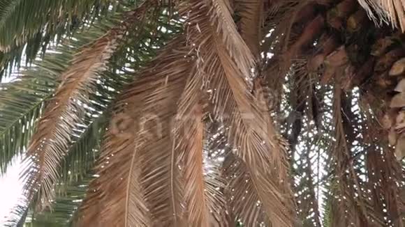 阳光冲破棕榈树的大树枝视频的预览图