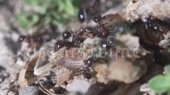 蚂蚁跑到蚁丘蚂蚁社区极端宏观特写镜头视频的预览图