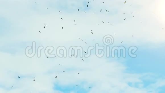 一群鸟在天空中飞翔视频的预览图