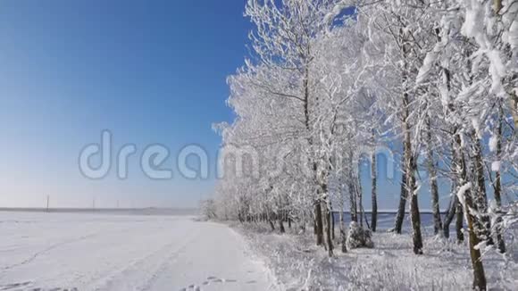 雪后的冬天白雪皑皑霜冻四溢的树木视频的预览图