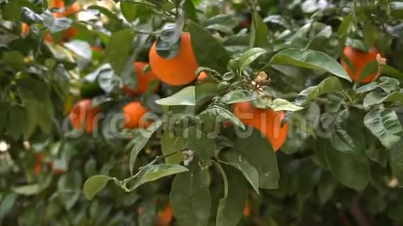 一个人手从树上撕下成熟的曼陀罗农民们在果园里摘橘子西班牙视频的预览图