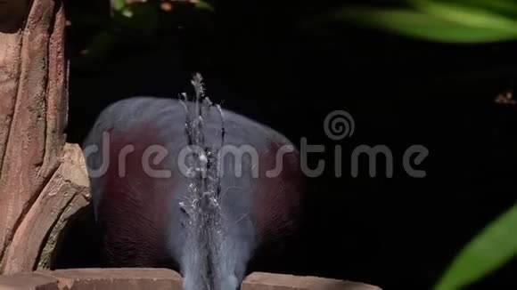 维多利亚皇冠鸽子Goura维多利亚动物园视频的预览图