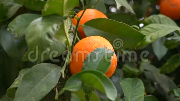 一个人手从树上撕下成熟的曼陀罗农民们在果园里摘橘子西班牙视频的预览图