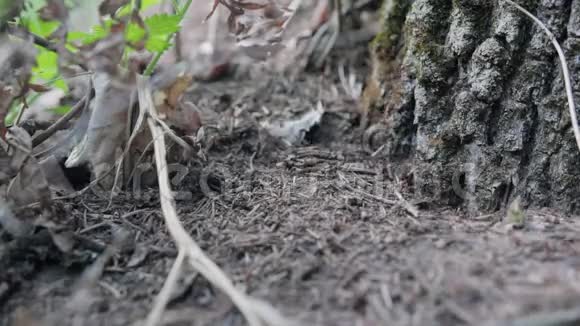 许多红蚂蚁在树附近的地上爬行FormicaRufa视频的预览图