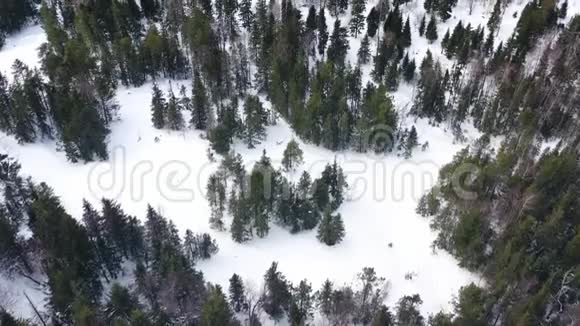 空中无人机观冬林覆雪自然之美录像冻松树林顶景视频的预览图