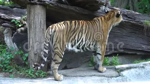 老虎停止在动物园里散步和寻找视频的预览图