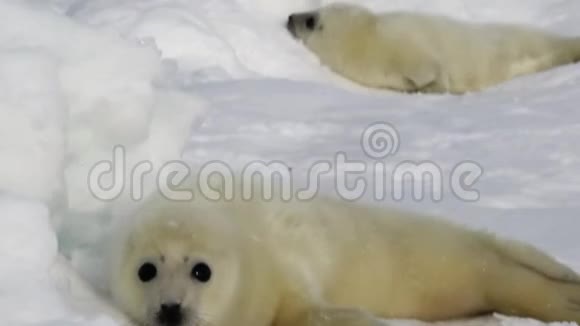 俄罗斯冰白海上两只新生海豹视频的预览图