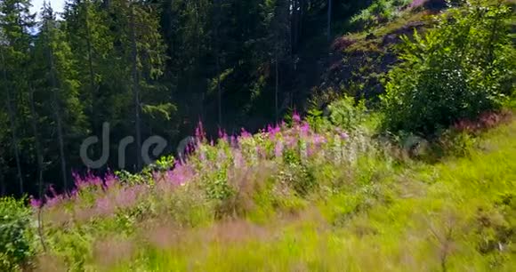 夏季森林中的峡谷景观视频的预览图
