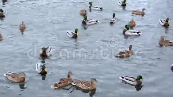 鸭子游得很近冬天很冷视频的预览图