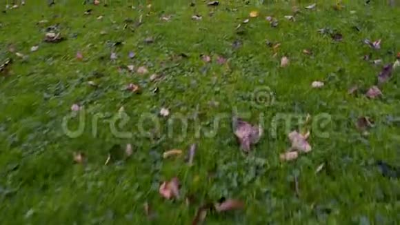 秋天的乡村花园无人机飞在草地之上视频的预览图