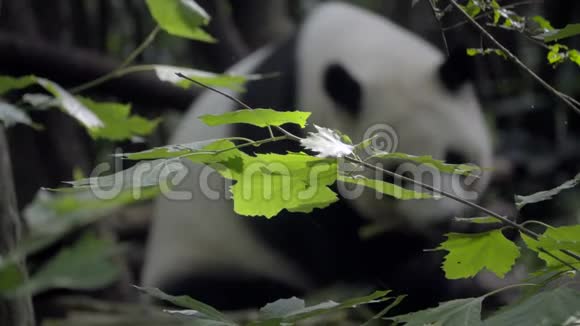 熊猫在背景中失去了焦点视频的预览图