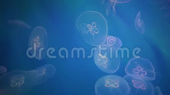 水母在水下的镜头与发光的水母在水中移动视频的预览图