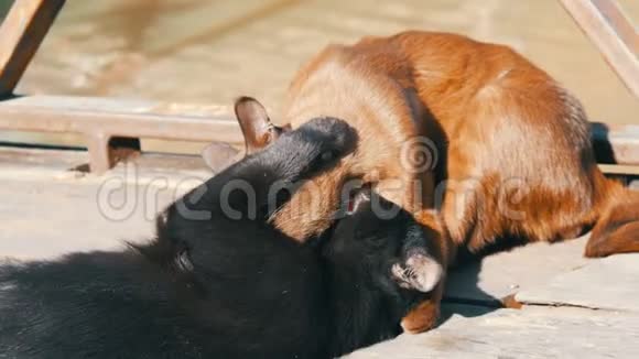 棕色和黑色的猫在阳光的照射下在户外互相咬咬牙视频的预览图