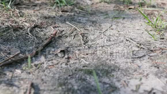 许多红蚂蚁在地上爬行FormicaRufa视频的预览图