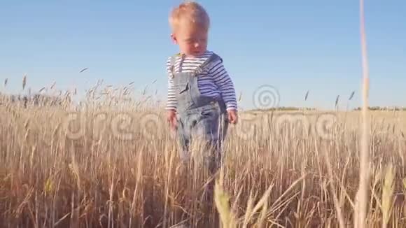 快乐的小男孩在阳光明媚的日子里带着成熟的黑麦去野外慢动作概念视频的预览图