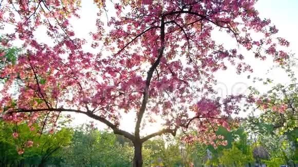 春天公园的蓝天上一朵朵粉红色的樱花树慢镜头垂直地拍着视频的预览图