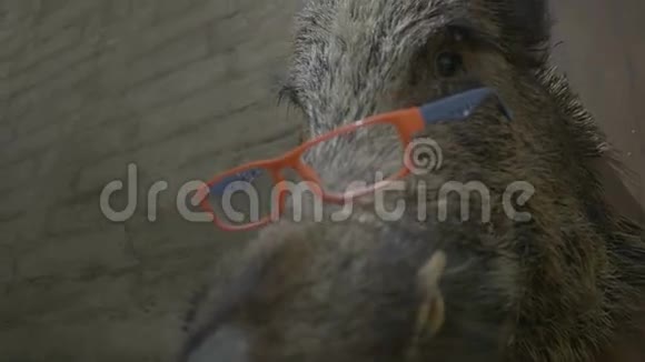 出色的野猪背景视频的预览图