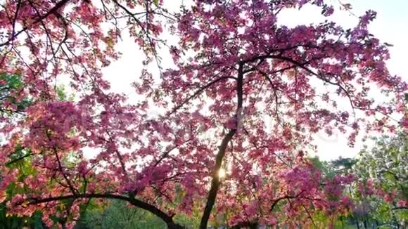 春天公园的蓝天上一朵朵粉红色的樱花树慢镜头垂直地拍着视频的预览图