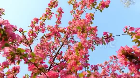 春天公园蓝天上盛开的樱花树的慢动作旋转镜头视频的预览图