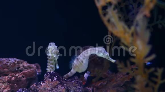 水族馆中珊瑚中的海马在干净的水族馆水中近距离的黄色海马在美丽的珊瑚附近游泳视频的预览图
