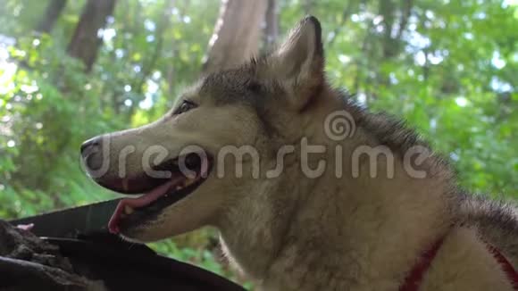 背景为野生热带森林的马拉木特犬视频的预览图