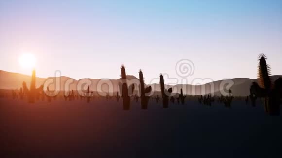 大日出在沙漠上的时间流逝前景是孤独的仙人掌视频的预览图