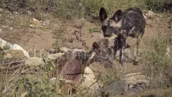 野狗拖着一只死去的黑斑羚视频的预览图