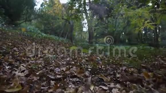 慢镜头带着黄叶飞过公园地面视频的预览图