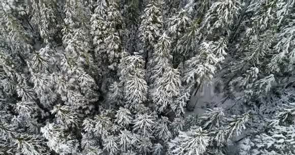 4k雪覆盖山坡松林高空作业视频的预览图