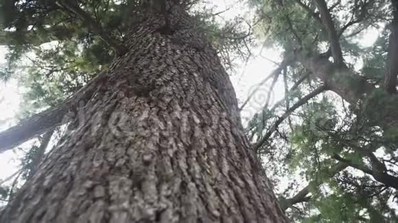 沿着树干缓慢的运动直到树枝宽的树冠支撑着天空视频的预览图