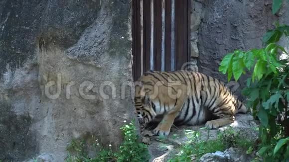 老虎在动物园里吃肉躺在大自然的栖息地大猫美丽的动物和非常危险的动物视频的预览图