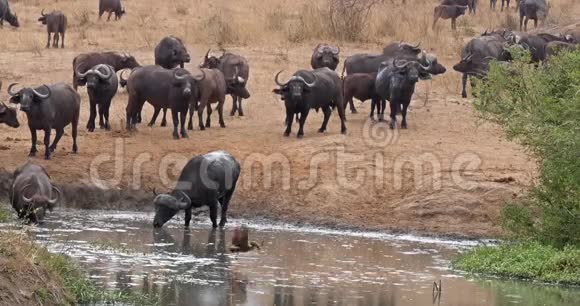 非洲水牛切弗赫尔德在水洞饮水肯尼亚茨沃公园实时视频的预览图
