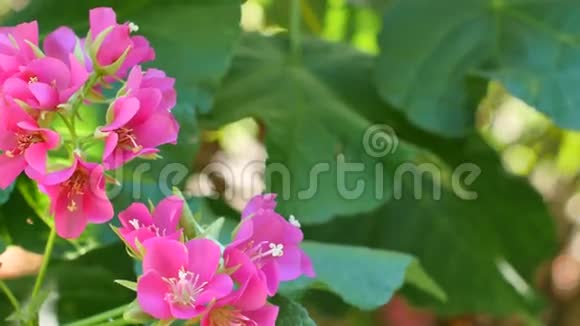 粉红色花上的蜜蜂视频的预览图