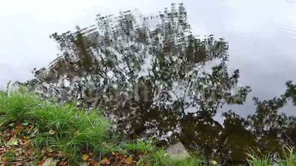 秋天树的轮廓反射在水面上视频的预览图