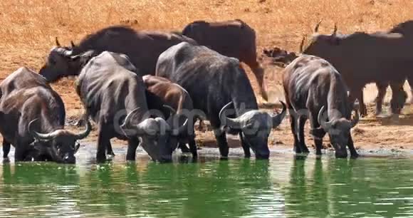 非洲水牛切弗赫尔德在水洞饮水肯尼亚茨沃公园实时视频的预览图