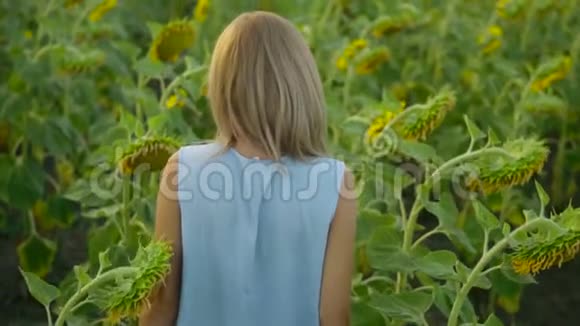 年轻的金发女人走在向日葵的田野里然后闻到向日葵的味道享受大自然慢动作视频的预览图