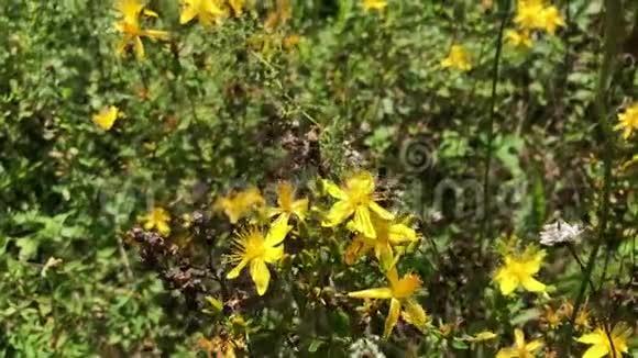一只毛茸茸的大黄蜂从圣约翰麦汁的黄色花朵中采集花蜜苍蝇从花到花视频的预览图