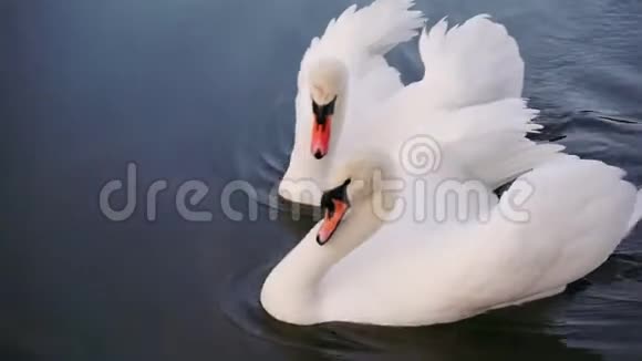 两只浪漫的白天鹅在湖上游泳视频的预览图