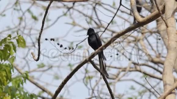 自然界中的黑色Drongo鸟视频的预览图