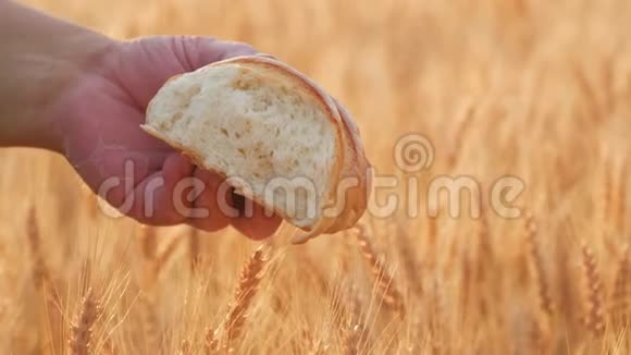 小麦领域的成功农民一个成年人展示了一种由小麦面包制成的产品概念收获时间视频的预览图